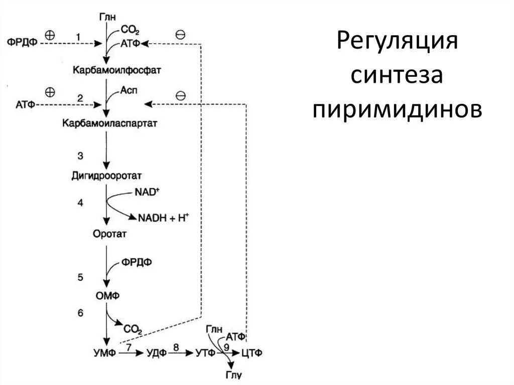 Схема распада. Регуляция синтеза пиримидиновых нуклеотидов биохимия. Общая схема распада пиримидиновых нуклеотидов. Биосинтез пиримидиновых нуклеотидов,регуляция синтеза. Общая схема синтеза пиримидиновых нуклеотидов.