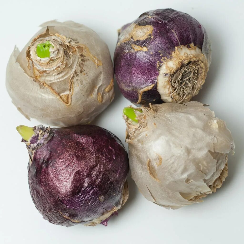 Гиацинт лук. Гиацинт луковица детка. Луковичный цветок гиацинт. Луковица гиацинта. Гиацинт клубни.