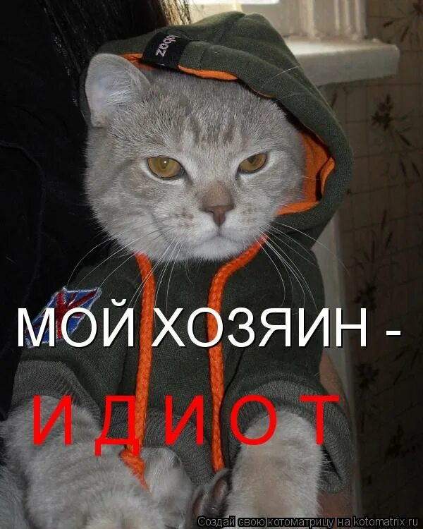 Смешные картинки дебилов. Хозяин идиот. Мой кот дебил. Мой хозяин идиот. Я и мой хозяин.
