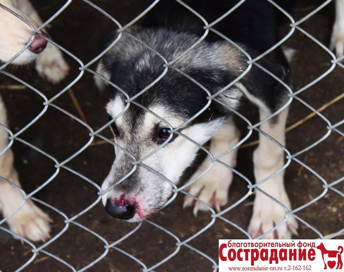 Сострадание приют для животных в Нижнем Новгороде. Приют собачий сострадание Нижний Новгород. Собачий приют Нижний Новгород Автозаводский район. Нижний Новгород концлагерь для собак.