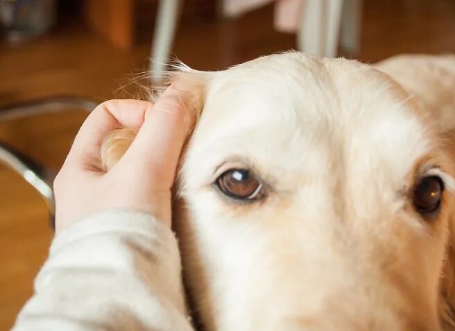 Страх животных. Стресс у собаки. Щенок боится. Трусливая собака. Тревожная собака.