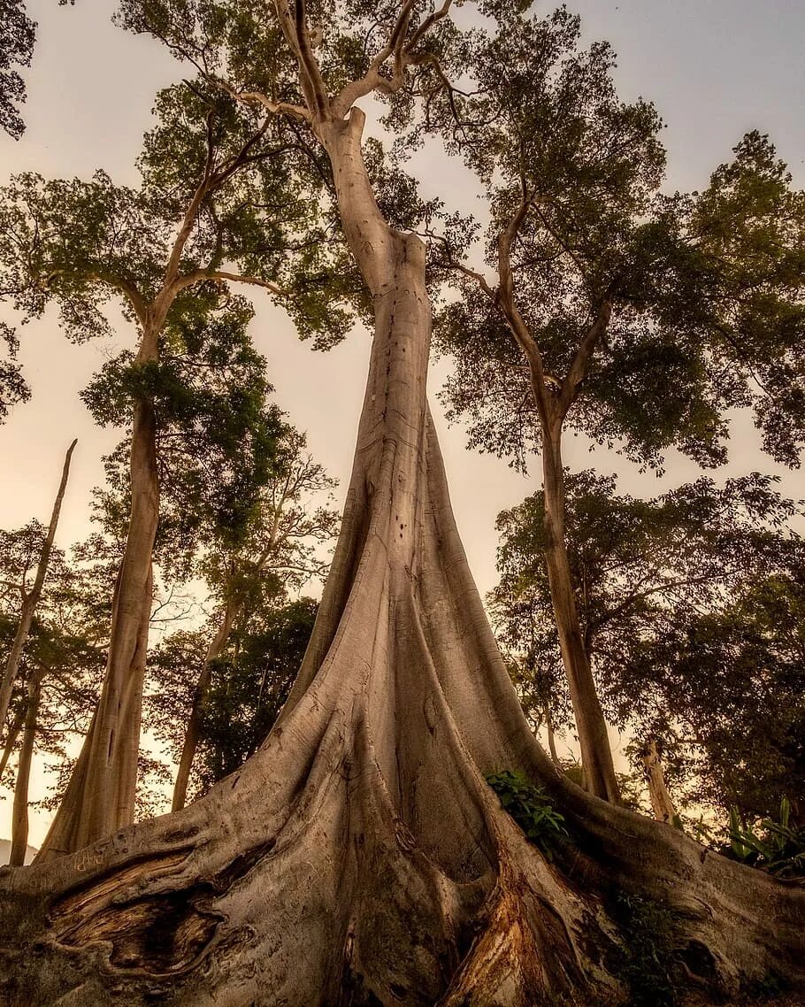 Огромные стволы деревьев. Деревья на Бали. Нарра дерево. Огромное дерево. Дерево с огромными корнями.