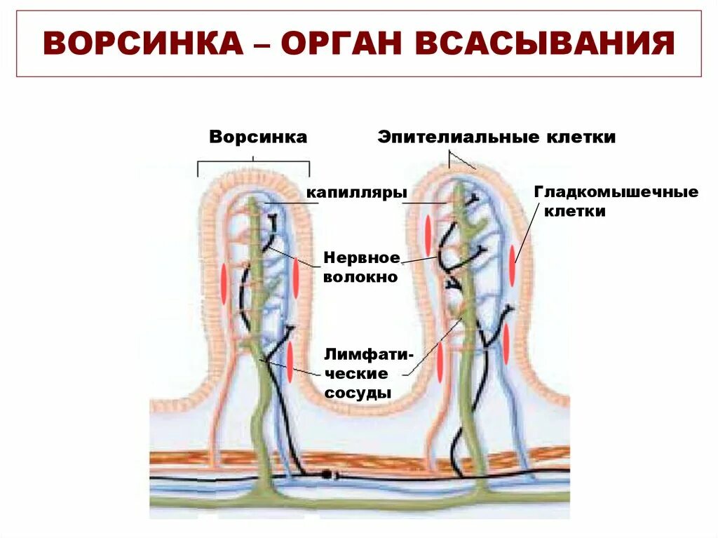 Какие вещества всасываются через ворсинки тонкого кишечника. Всасывание в 12 перстной кишки. Кишечная Ворсинка.