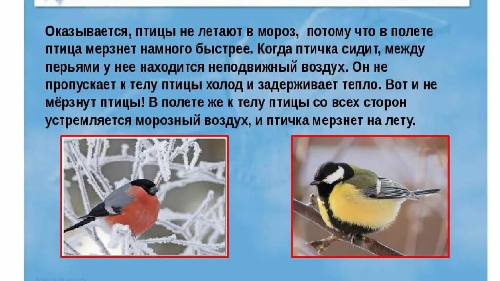 Почему птицы не мерзнут зимой. Почему птицы погибают зимой. Холодно ли птицам зимой. Почему птицы зимуют в холоде.