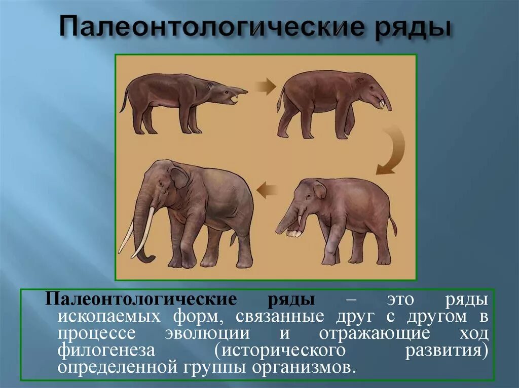 Филогенез примеры. Филогенетические доказательства эволюции. Филогенетические ряды это доказательства эволюции. Палеонтологические ряды. Палеонтологический ряд слона.