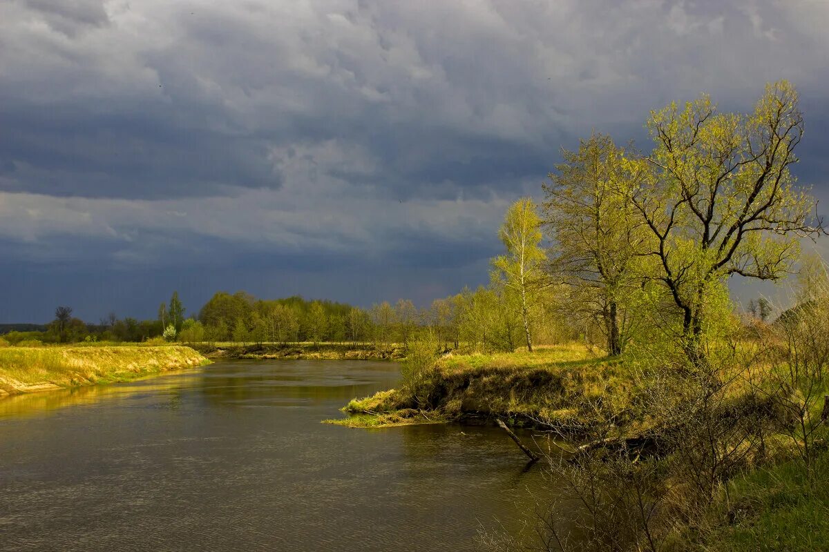 растения и животные реки ипуть