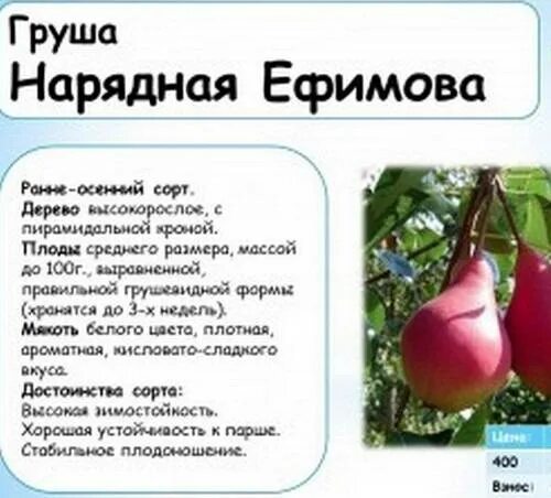 Груша нарядная Ефимова описание. Груша народное Ефимовой. Нарядная Ефимова. Груша нарядная Ефимова диаметр кроны.