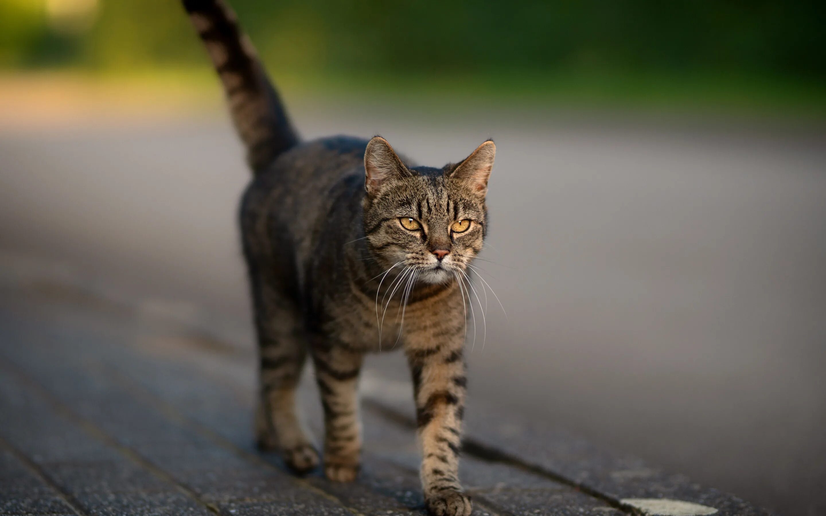 Кот шагает. Кошка. Кошка идет. Кот серый. Полосатый кот.