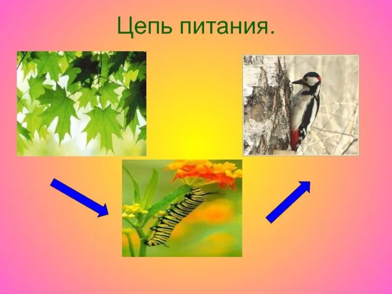 Схема невидимых нитей в весеннем лесу. Невидимые нити цепочка питания. Нити невидимые пищевая цепочка. Цепочка питания птиц. Цепи питания 3 класс.