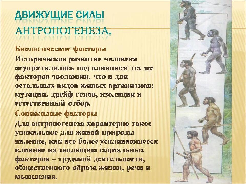 Изоляция антропогенеза. Движущие силы антропогенеза биология 11 кл. Биологические движущие силы антропогенеза. Движущие силы факторы антропогенеза. Движущие силы эволюции антропогенеза.