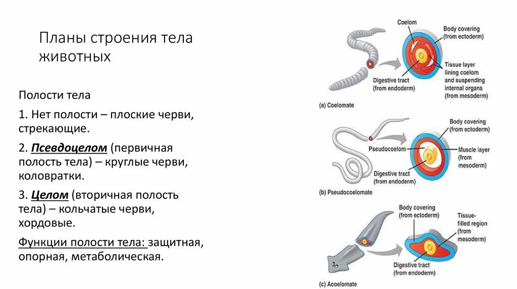 Эволюция полостей тела животных. Первичная полость тела строение. Полость тела круглых червей вторичная целом. Эволюция полости тела животных. Функции полости тела животных.