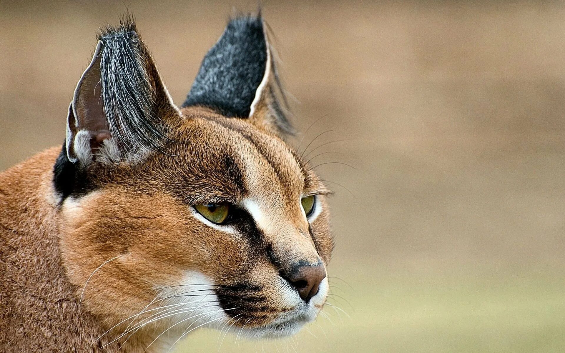 степная рысь каракал. кошки породы каракал. дикий кот каракал. африканский каракал. котята породы каракал.