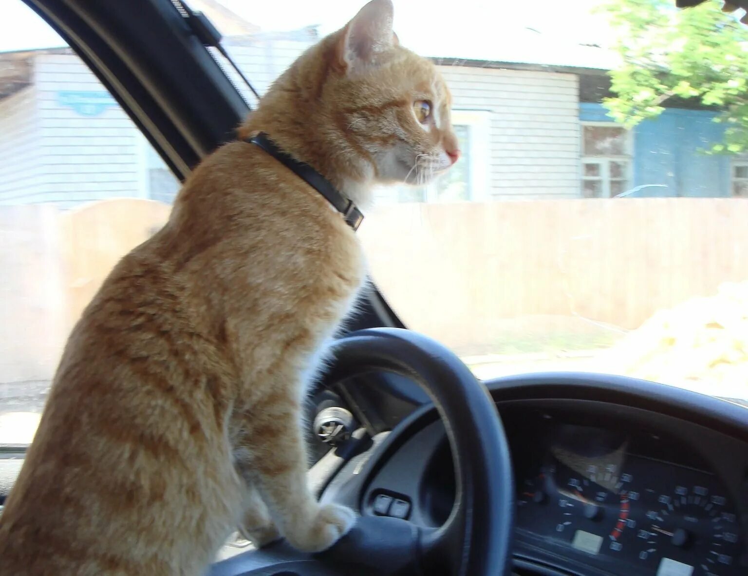 Включи котэ машина. Кот в машине. Котенок за рулем. Рыжий кот за рулем. Кот едет.