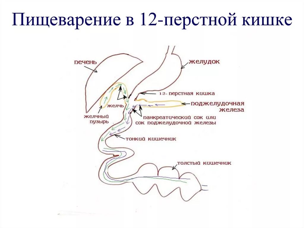 Ферменты 12 перстной. Пищеварение в 12 перстной кишки физиология. Пищеварение в 12 перстной кишки схема. Процесс пищеварения в 12 перстной кишки. 12 Перстная кишка расщепление.