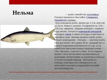 Белорыбица где водится и что за рыба