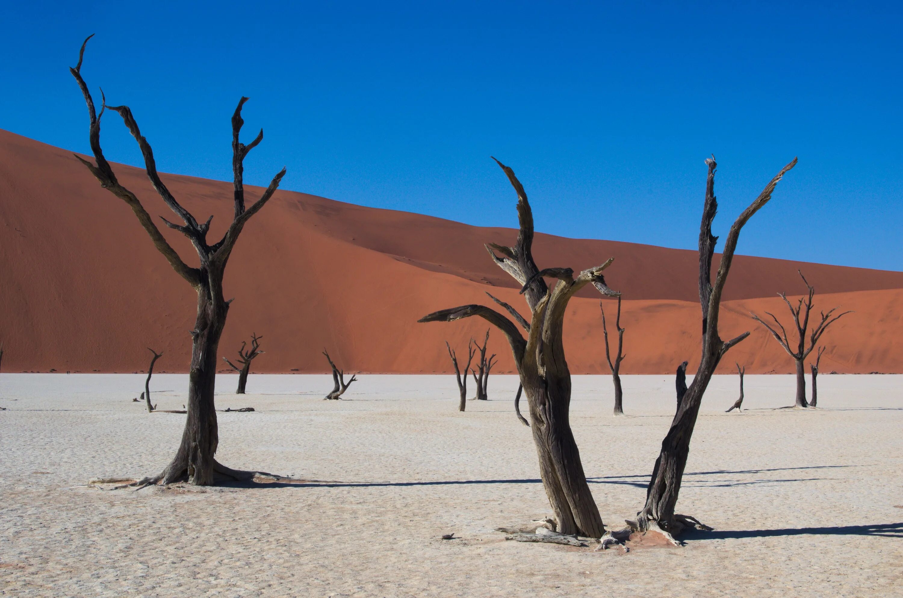 Неживая природа в пустыне. Deadvlei Намибия. Соссусфлей мертвая Долина. Мертвая Долина в пустыне Намиб. Мертвая Долина в пустыне Намиб фото.