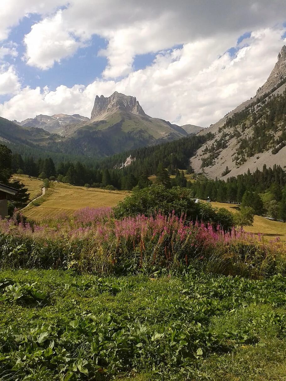 Альпийские луга швейцария альпийские луга швейцария. Карнийские альпы. Альпийские горы шереванка. Альпийская горная. Альпийские луга альпы.
