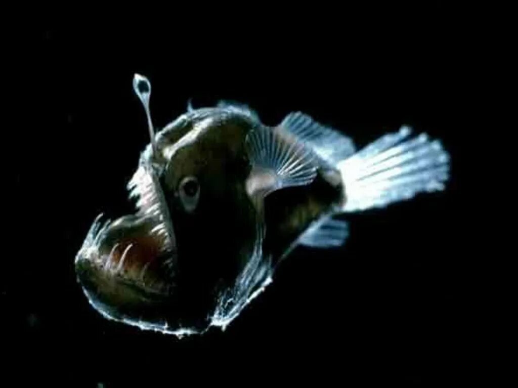 Глубоководные рыбы океанов. Морской черт глубоководный удильщик. Рыба удильщик. Биолюминесценция удильщик. Меланоцет Джонсона горбатый морской черт.