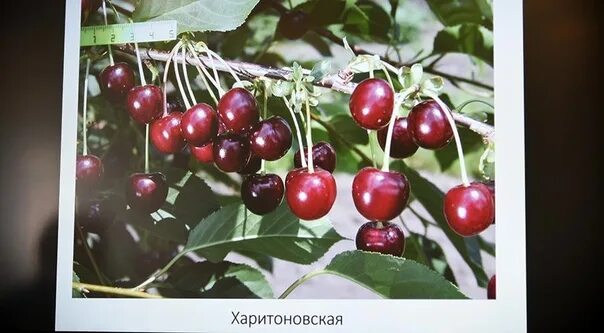 Саженцы вишни харитоновская купить в Москве по цене от 690 рублей