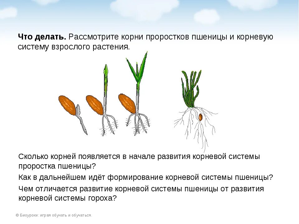 Через сколько появляются корни в воде. Строение корневой системы пшеницы. Пшеницы корневая система пшеницы. Корневая система зерновки пшеницы. Корневая система озимой пшеницы схема.