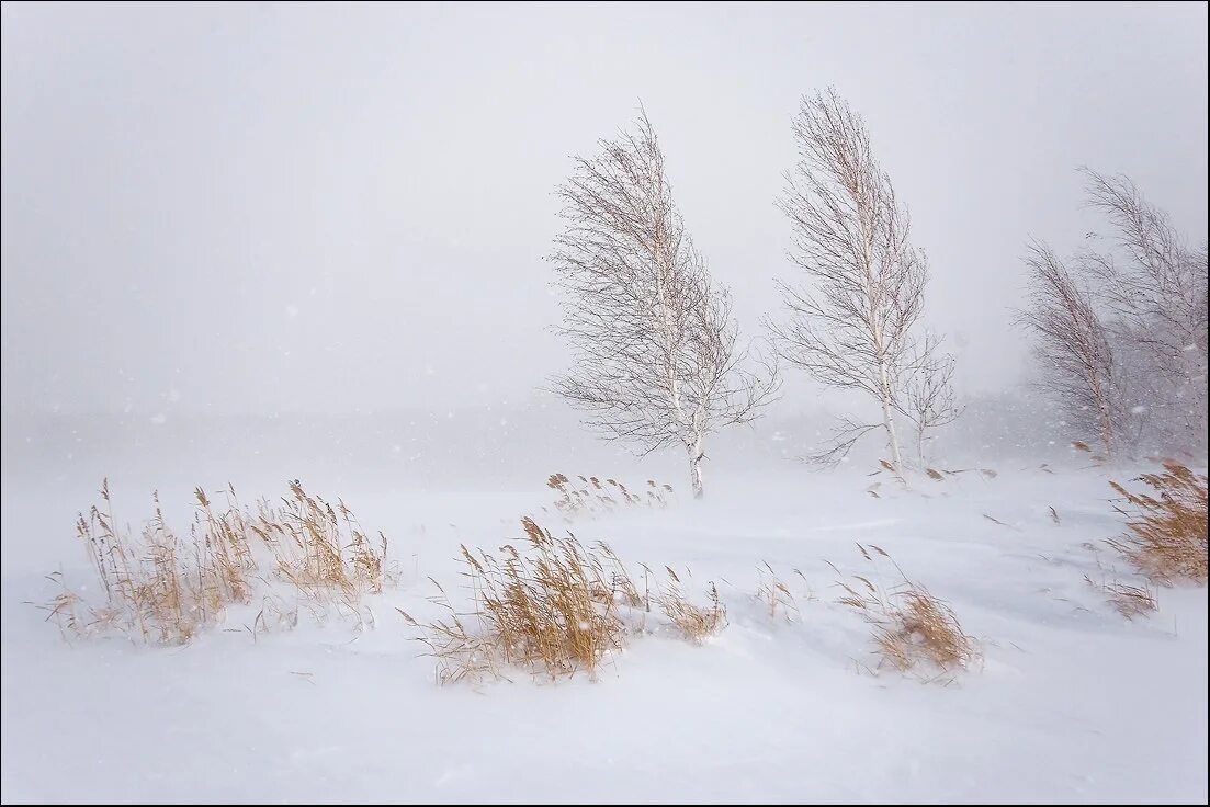Засушливое лето морозная зима с сильными ветрами. Есенин с.а. "серебряный ветер". Свищет ветер серебряный ветер в шёлковом шелесте снежного шума. Метель зимой. Метель и вьюга.