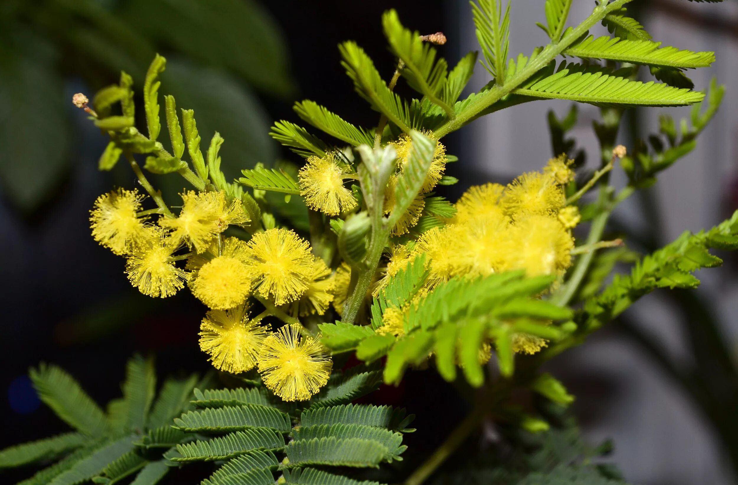 Акация dealbata. Акация серебристая Мимоза. Акация серебристая (Acacia dealbata). Серебряная Акация Мимоза.