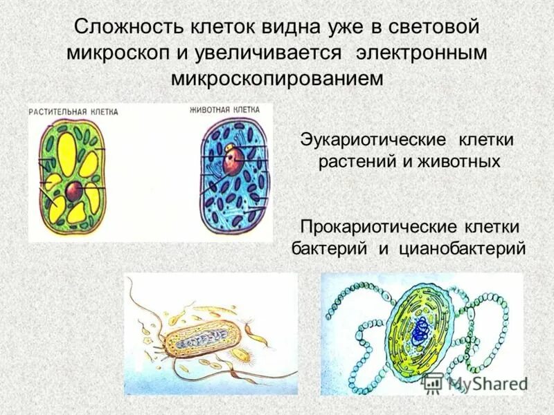 Какую клетку можно увидеть. Клетки бактерий растений и животных. Клетка бактерии и клетка растений. Клетки растений животных грибов и бактерий. Клетки бактерий животных и грибов.