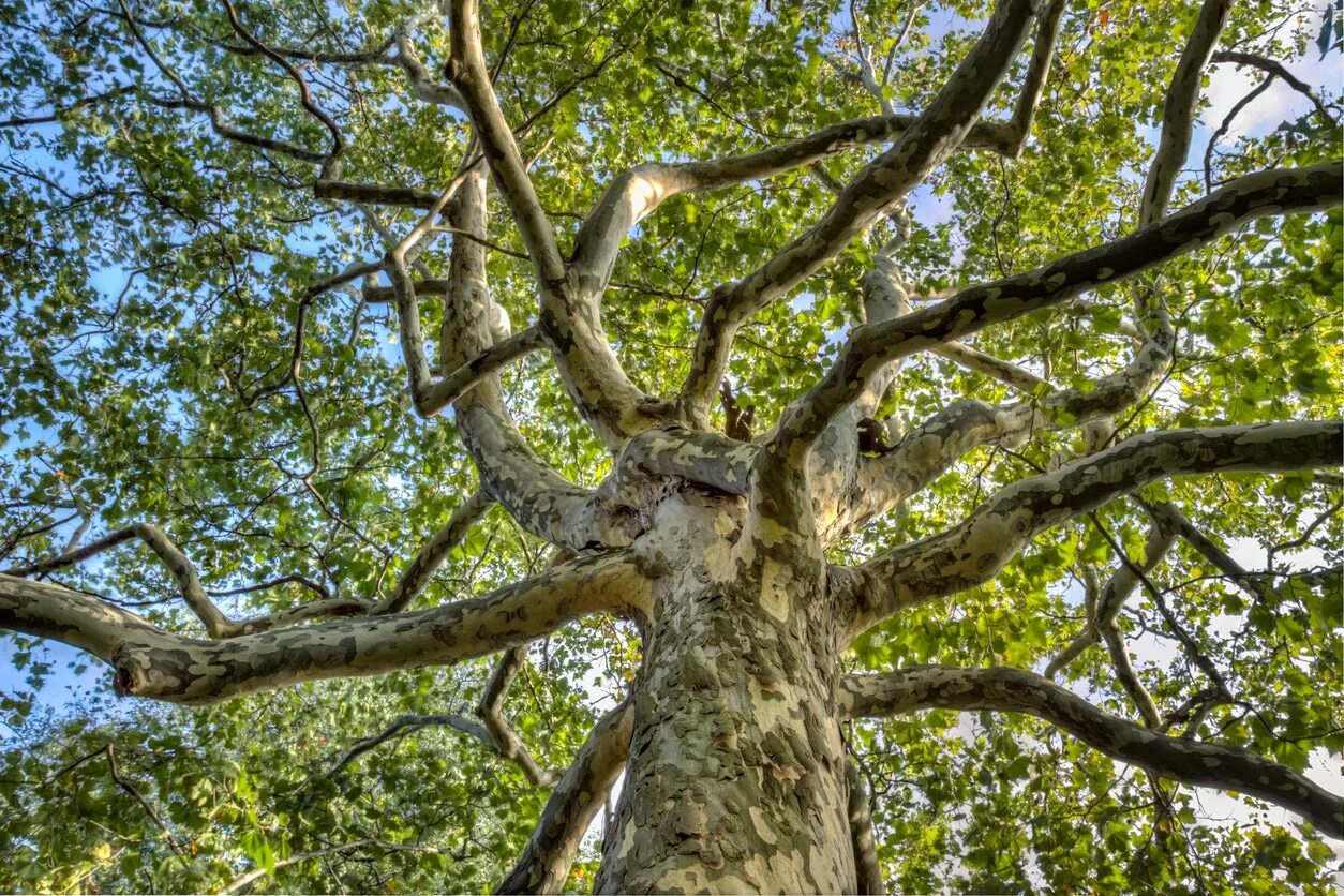 Plane tree