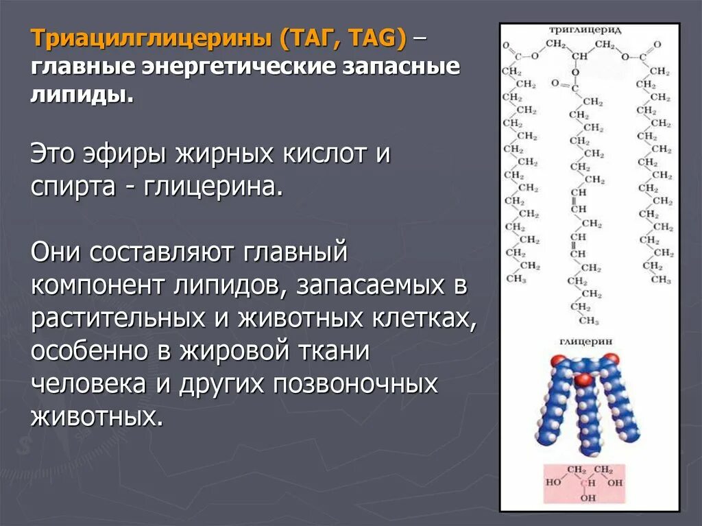 Строения липидов человека. Химическая структура липидов. Классификация липидов биохимия. Липиды их строение и функции. Биологическая роль липидов в организме.