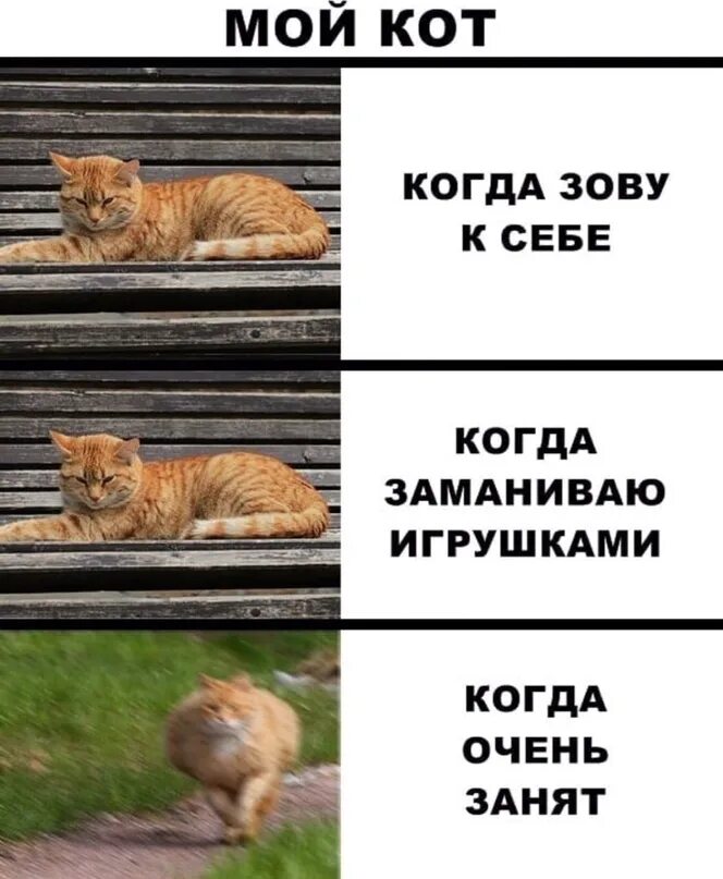 Немного кота