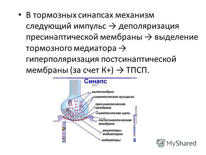 Передача структур функциям. Механизм функционирования тормозного синапса. Тормозящие синапсы и их медиаторы ионные механизмы торможения в ЦНС. Механизм торможения в синапсах. Пресинаптическое торможение физиология механизм.