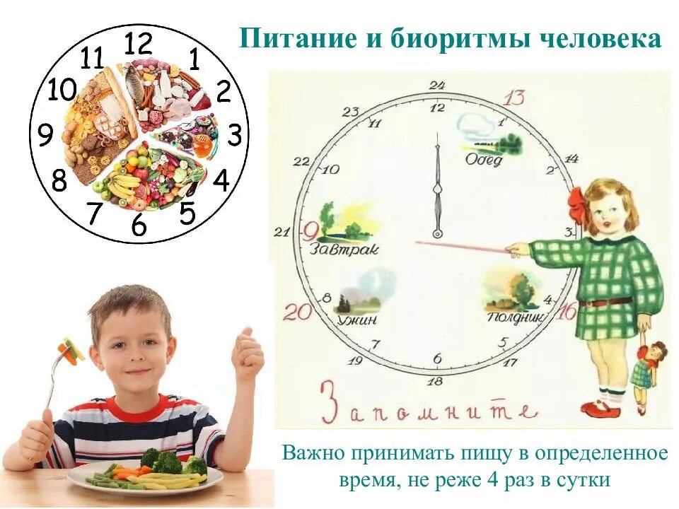 Раз в сутки в течение. Биоритмы человека. Биоритмы органов человека. Часы биоритмов человека. Биологические часы для детей.