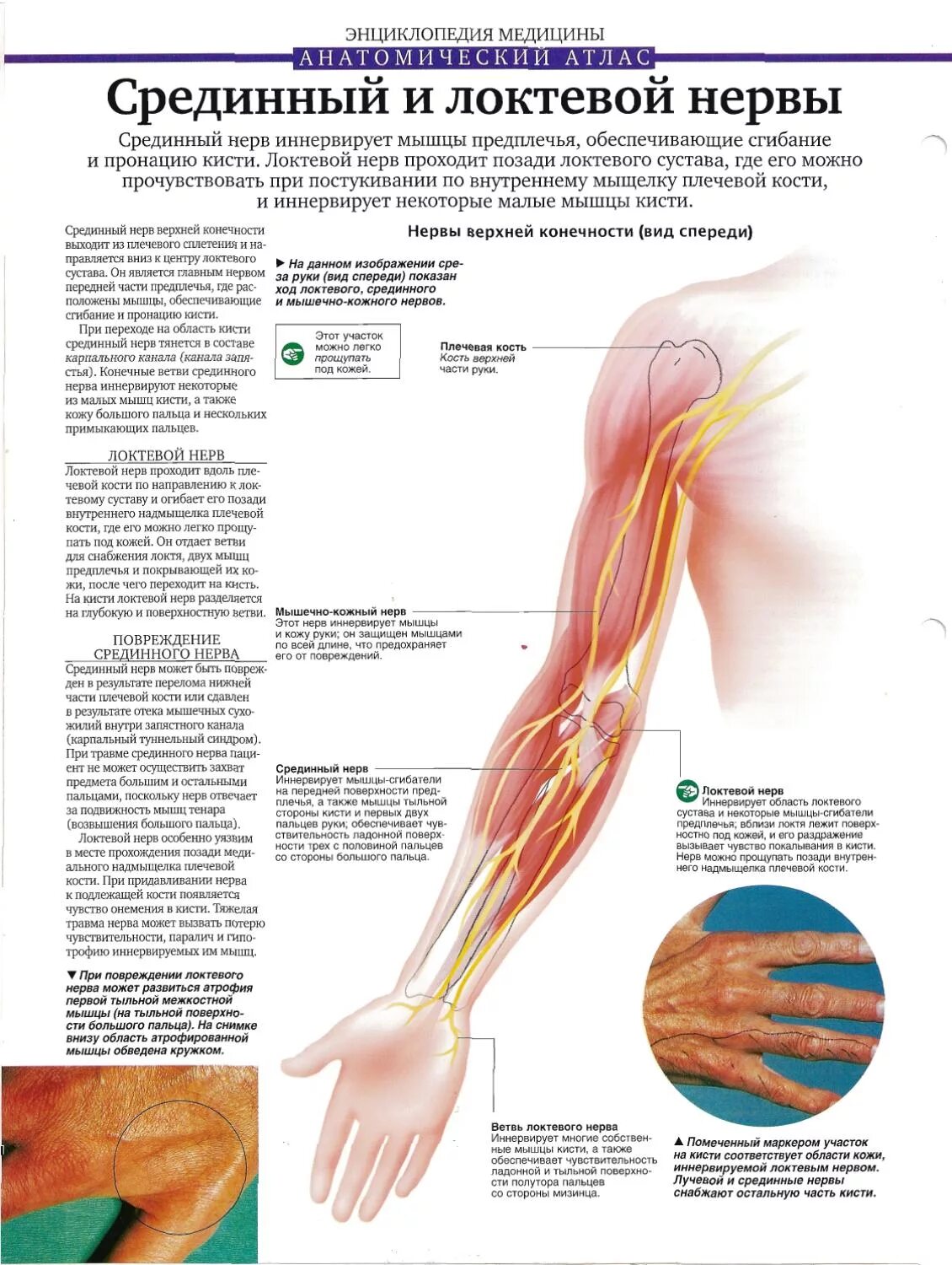 Срединный локтевой лучевой нерв анатомия. Лучевой локтевой нерв защемление. Локтевой нерв анатомия иннервация. Иннервация руки лучевой нерв.