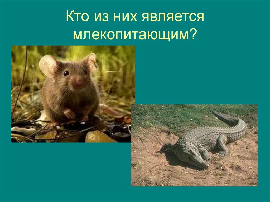 Млекопитающие являются одним из классов животных. Млекопитающие животные. кто относится к млекопитающим. кто такое звери млекопитающие. к пушистым млекопитающим относится.