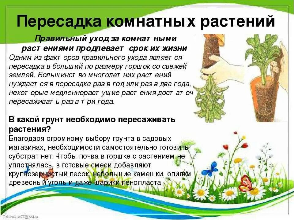 Инструкция как пересадить цветок. Перевалка комнатных растений. Перевалка и пересадка комнатных растений. Способы пересадки растений. Технология перевалки комнатных растений.