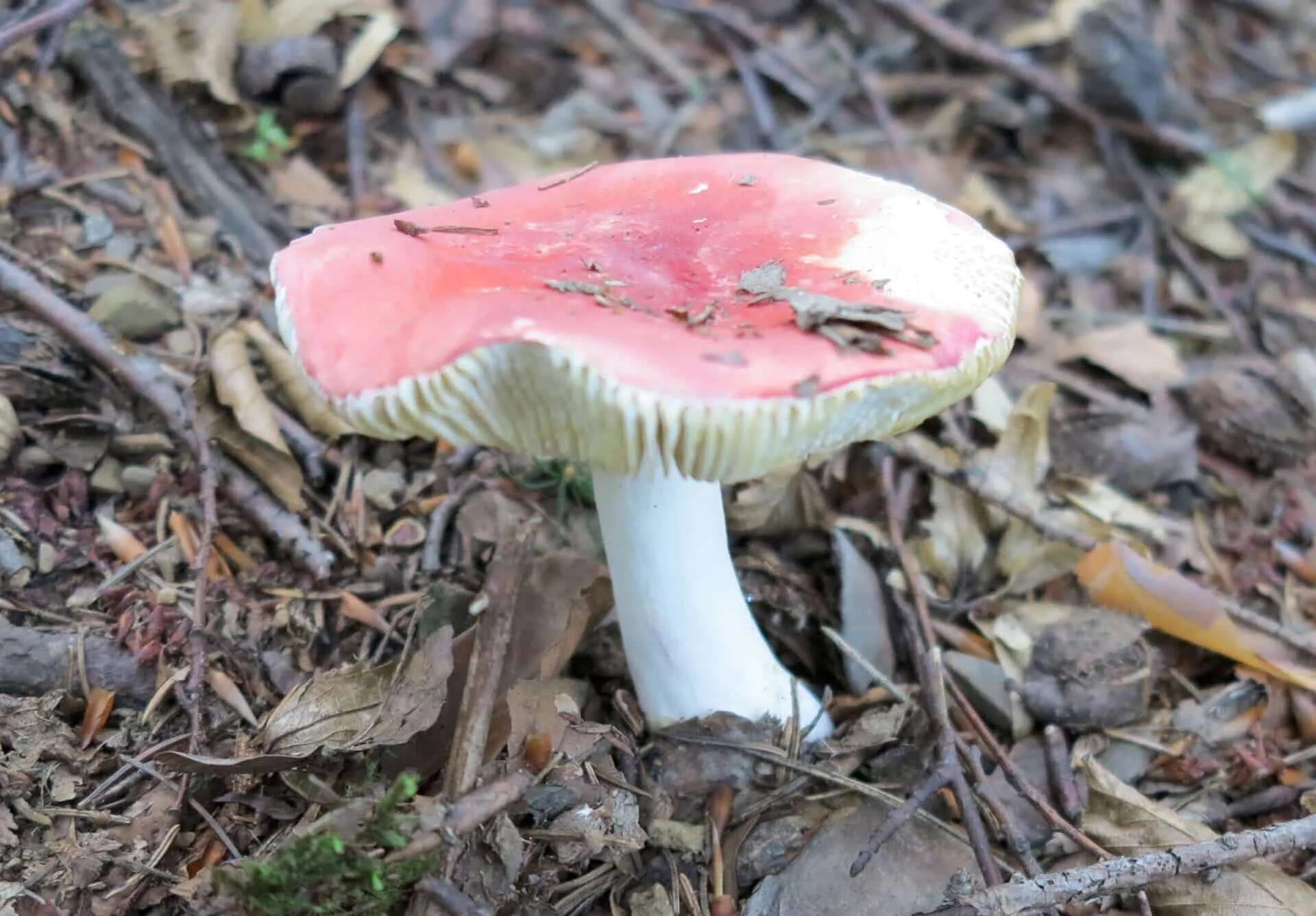 Гриб сыроежка розовый. Сыроежка гриб. Сыроежка розовая Russula rosea. Ложные сыроежки. Сыроежка валуевидная.