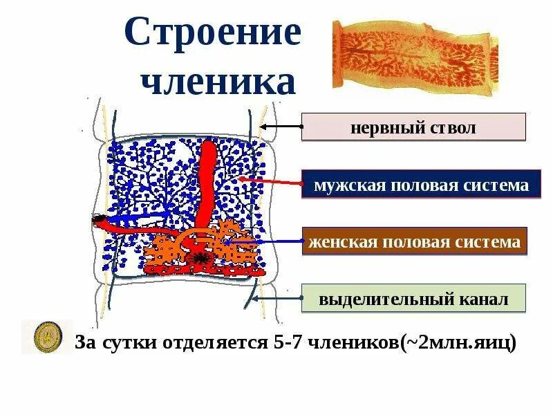 Сколько члеников