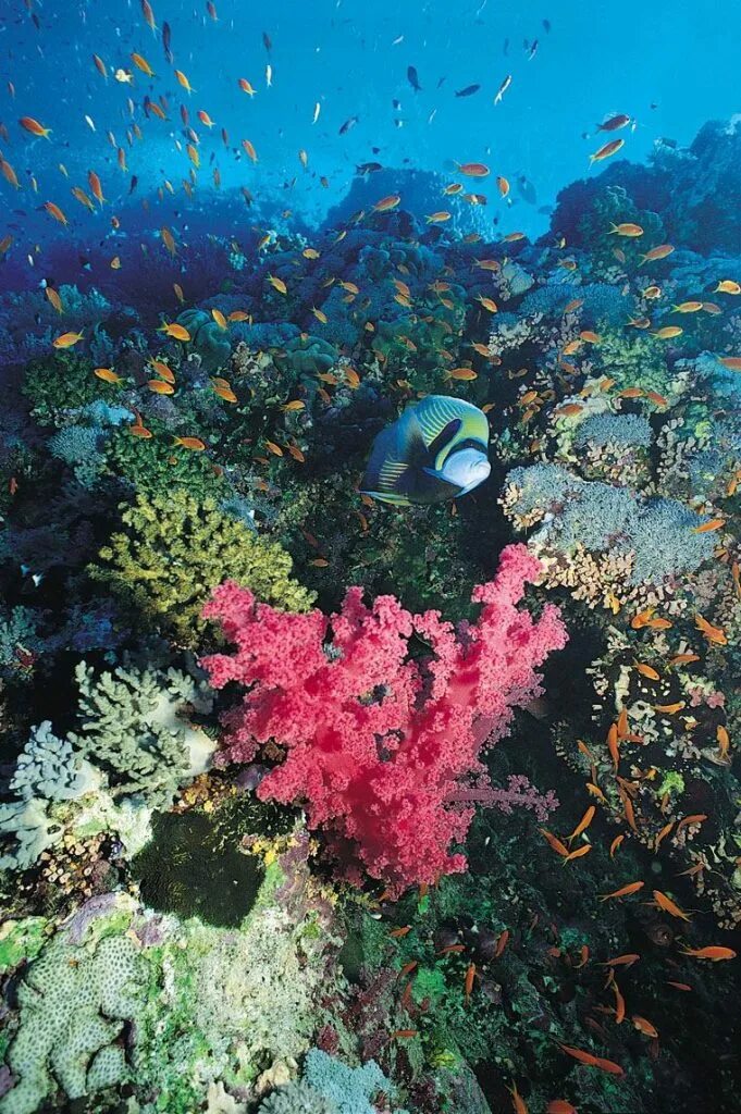 Коралловые рифы красота. Большой Барьерный риф. Подводный мир. Кораллы под водой. Морское дно красного моря.