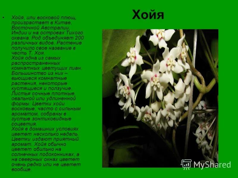 Облегчает общение сортовая хойя куртисси - купить в Москве, цена 387 руб., прода