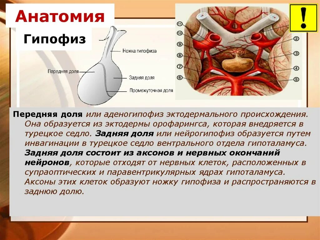 Гипофиз 3 доли. Строение гипофиза человека. Передний отдел гипофиза. Ножка гипофиза.