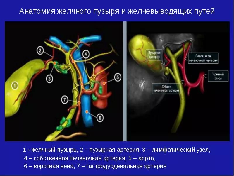 Желчный пузырь строение строение. Строение желчного пузыря и протоков. Анатомия желчных протоков печени. Анатомические структуры желчного пузыря. Сосуды желчного пузыря