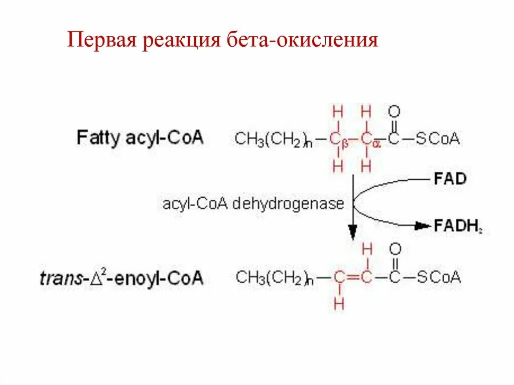 Реакции бета окисления