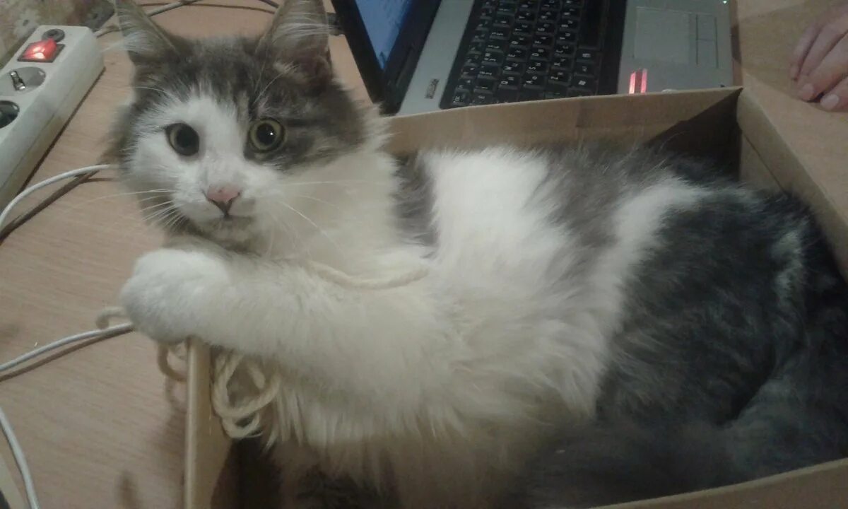 Зовущее мяуканье зовущие котят. Кошка зовет котят. кошка зовёт котят аудио. звук кошки зовущей котенка. звук котят зовут.