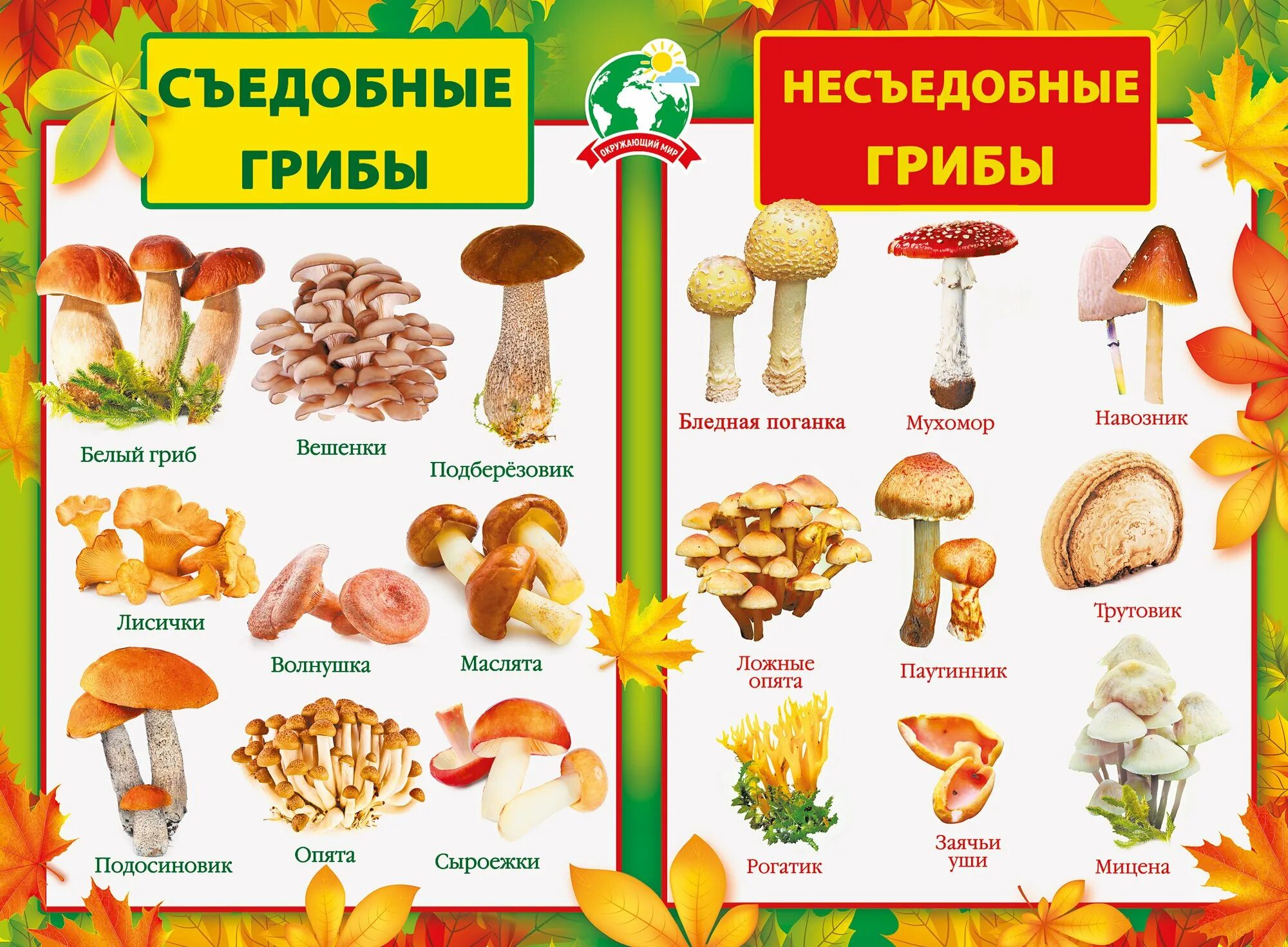 Съедобные и несъедобные грибы рисунок. Съедобные грибы и несъедобные грибы названия. грибы для детей с названиями съедобные и несъедобные.