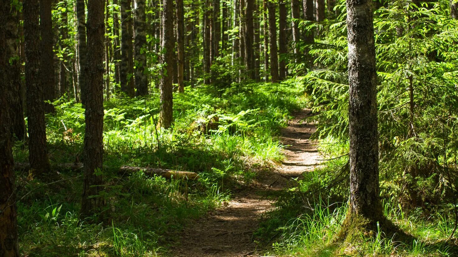 Forest paths