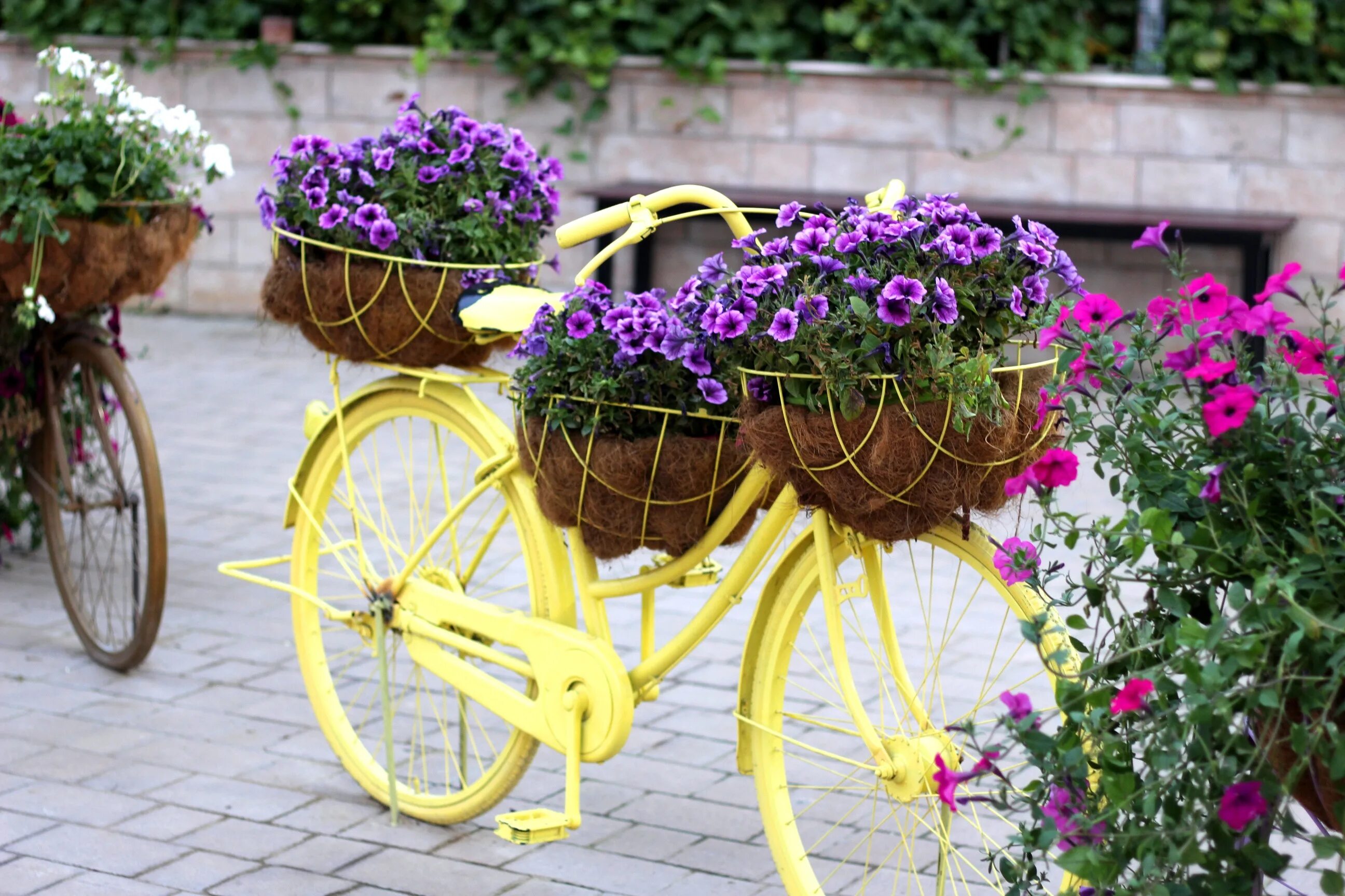 Цветы в колесе какие. Велосипед в саду декор. Велосипед клумба. Клумба из старого велосипеда. Клумба велосипед с цветами.