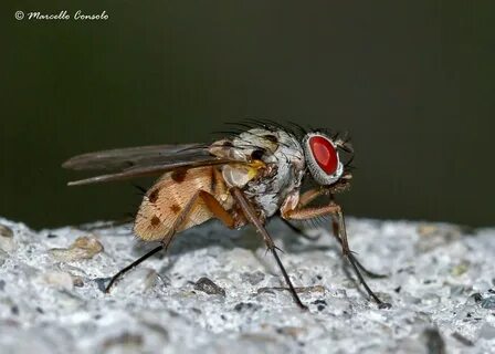 Helina dream