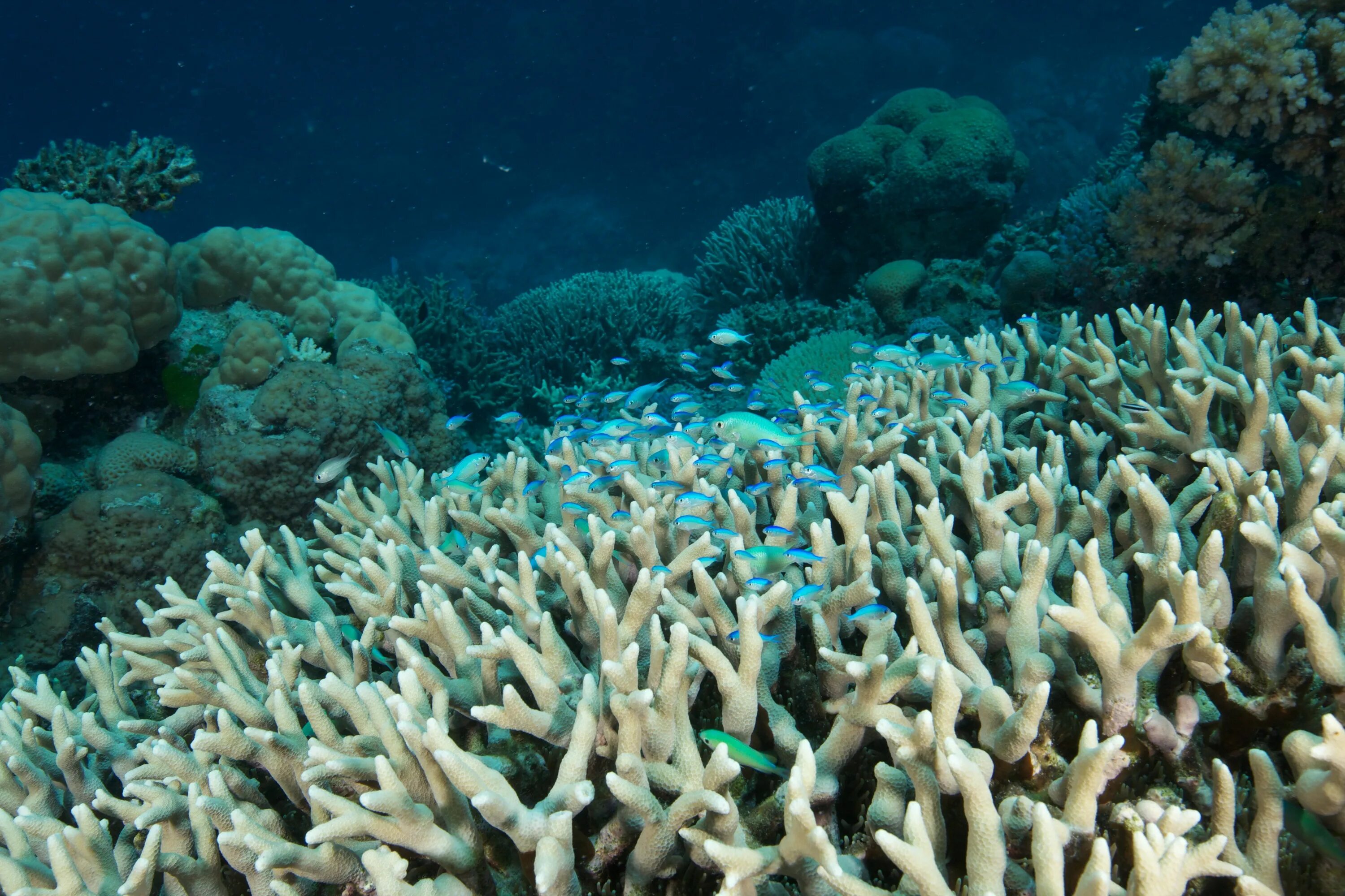 Где риф. Полипы Барьерный риф. Большой Барьерный риф Австралия. Австралия Барьерный риф кораллы. Коралловые полипы рифы.