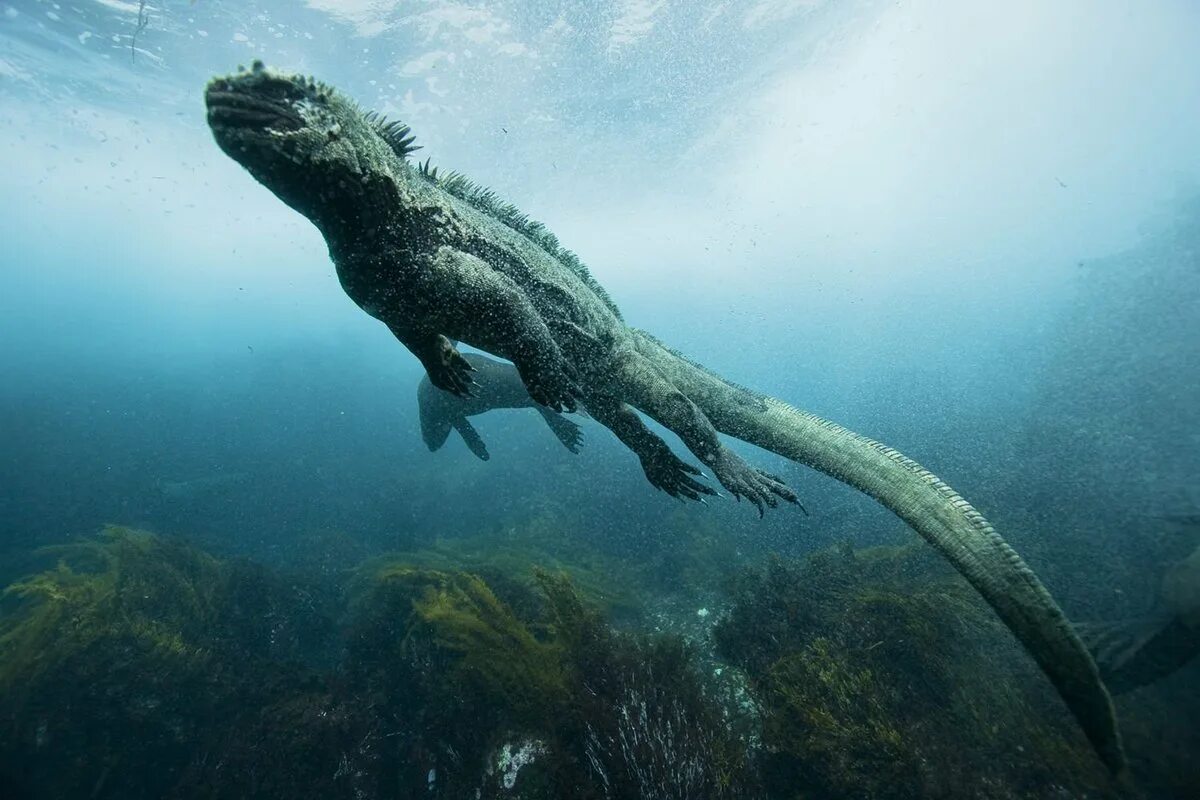 Рептилии живущие в воде. Морская игуана Галапагосские острова. Морская игуана (Amblyrhynchus cristatus). Морской Варан. Галапагосские ящерицы.