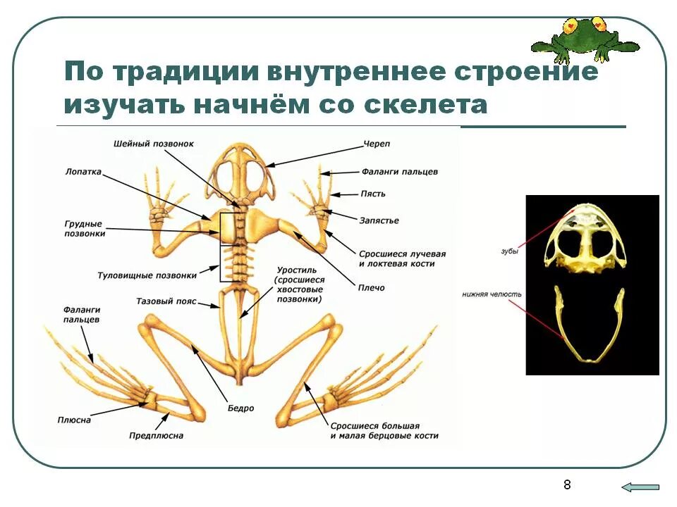 Внешнее строение и скелет земноводных. Скелет земноводных анатомия. земноводные строение скелета 7 класс биология. строение скелета амфибий. схема опорно двигательной системы земноводных.